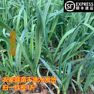 农家菜蒜苗青蒜蔬菜食用叶菜自家菜园大田1斤乡下紫衣蒜叶苗配菜