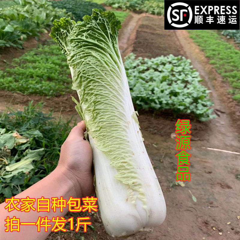 河源新鲜自种农家菜秋绿包心菜竹筒包应季露天种植农家肥料新鲜,水产肉类/新鲜蔬果/熟食,叶菜类,淘宝优惠券,粉丝福利购,淘宝优惠卷