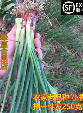 河源特产新鲜小葱半斤小红葱香葱花绿色天然农家菜火锅配菜香葱头