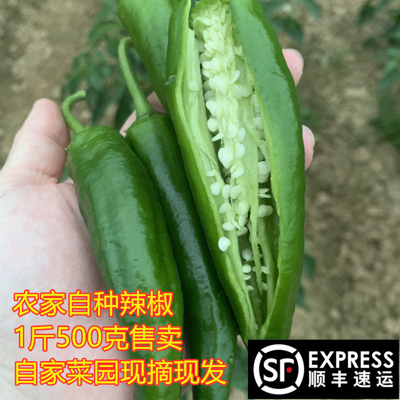 辣椒新鲜尖椒农家种植蔬菜时令瓜果豆类自种农村食用蔬菜顺丰