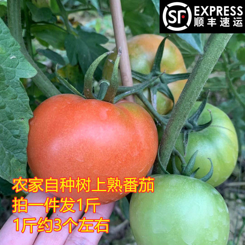 河源农家自种西红柿番茄农家菜农家肥种植自然成长自然熟,水产肉类/新鲜蔬果/熟食,番茄,淘宝优惠券,粉丝福利购,淘宝优惠卷