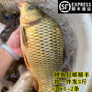 河源万绿湖鲤鱼3斤包邮顺丰新鲜炖汤活鱼宰杀广东省内发活鱼活体