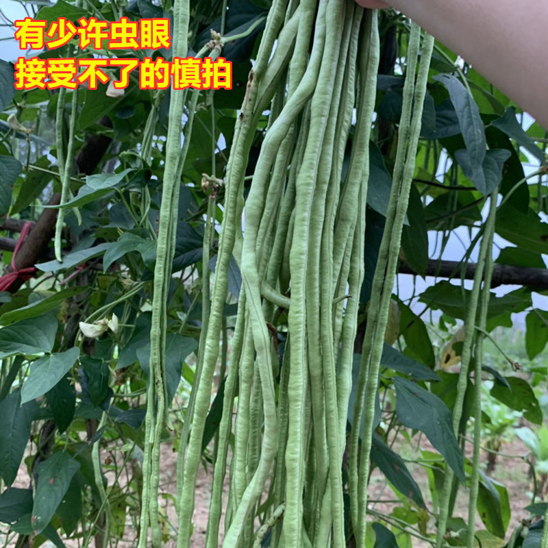 新鲜现摘农家蔬菜长豆角5月豆角