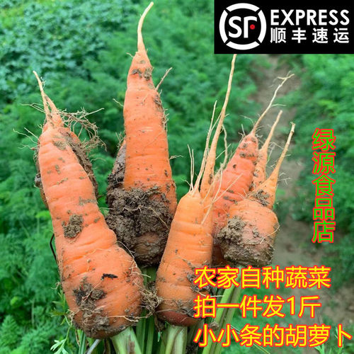 现摘新鲜胡萝卜1斤红萝卜农家菜