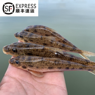 新鲜活宰淡水鱼小河鱼仔高鳍船钉子鱼本地特产美食淡水小鱼冰鲜鱼