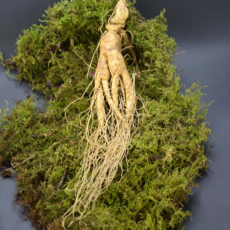 鲜参长白山鲜人参泡酒煲汤整枝高龄老参野生现挖新鲜带土吉林人生