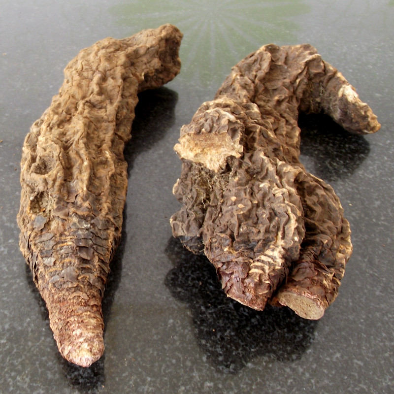 甘肃本地锁阳泡酒泡水药材不老药非肉苁蓉沙漠人参金锁阳2根1斤特