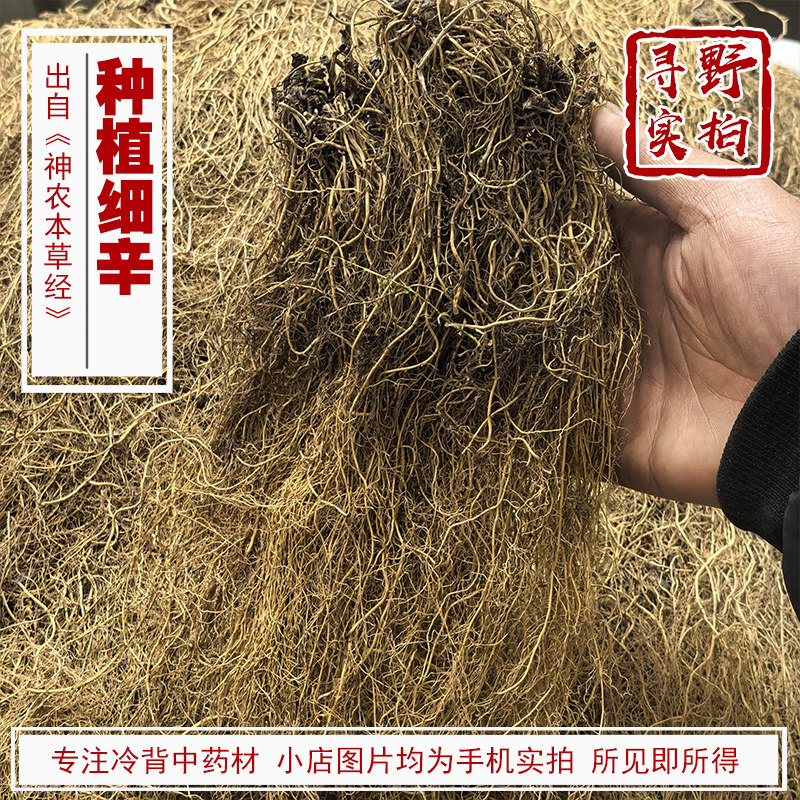 寻野实拍细辛中药材北细辛