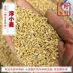 寻野实拍 药材 浮小麦(浮麦)禾本科植物小麦干瘪轻浮的颖果