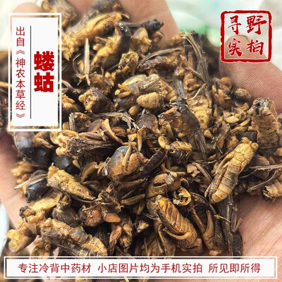 寻野实拍中药材蝼蛄