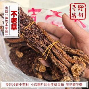 寻野实拍 中药材 不老草 神仙草列当草苁蓉东北特产汤泡酒
