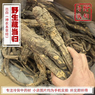 寻野实拍 野生藏当归 中药材 30年大当归 林芝 当归整个 巴夏藏药
