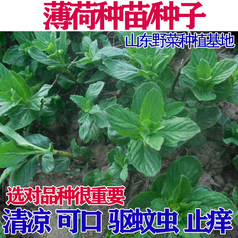 山东野菜种植基地野生薄荷种子种苗籽阳台盆栽蔬菜清香多年生包邮