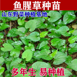 山野菜种植鱼腥草种苗折耳根种子种根四季阳台盆栽蔬菜包邮