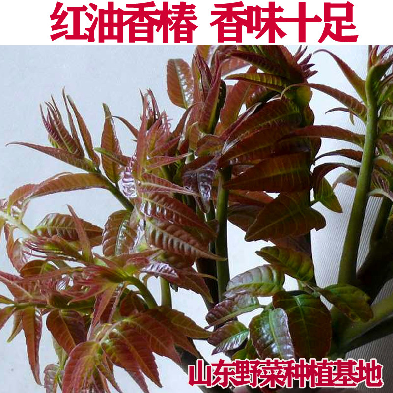 食用香椿种子春芽椿芽苗红油香椿树多年生阳台四季芽苗菜种籽