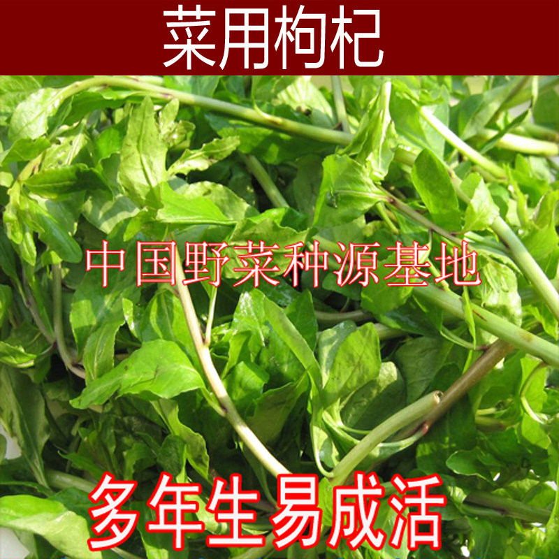 菜用枸杞种苗枸杞菜枸杞芽枸杞头叶用枸杞多年生易种植可阳台盆栽