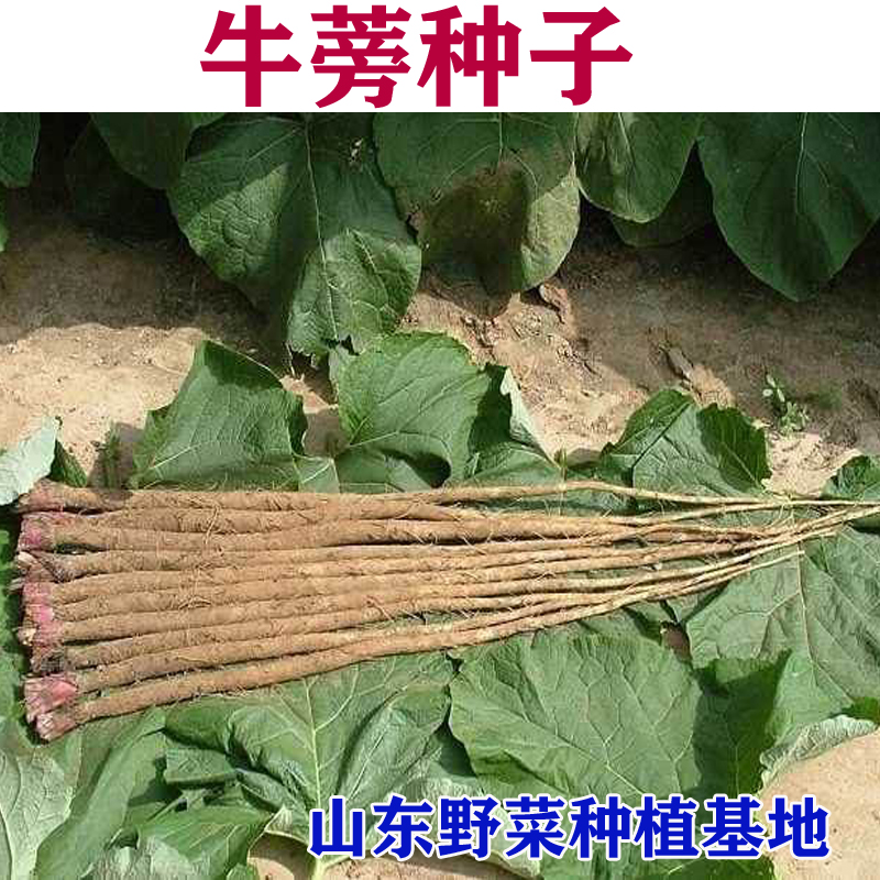 山东野菜基地牛蒡种子牛蒡子大力子包邮质量好阳台大田种植