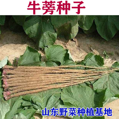 山东野菜牛蒡包邮质量好大田种子