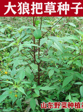 山东野菜鬼针草种子包邮