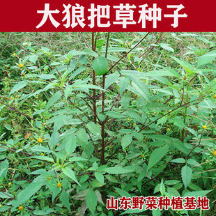山东野菜种植大狼把草种子接力草针线包一包针类鬼针草种籽包邮