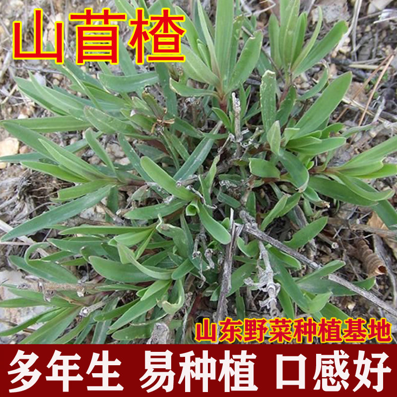 山苜楂种子山珍菜丝石竹长蕊石头花山野菜买一送一包邮阳台盆栽