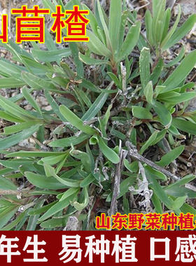 山苜楂菜丝石竹长蕊阳台盆栽种子