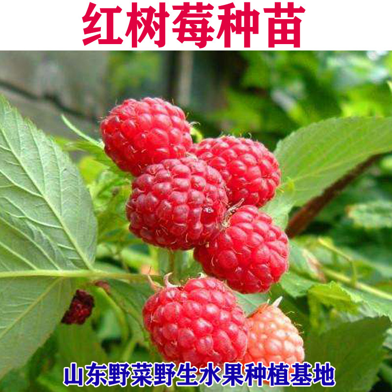 红树莓种苗黑树莓黄树莓覆盆子树苗水果苗阳台盆栽好吃野果酒包邮