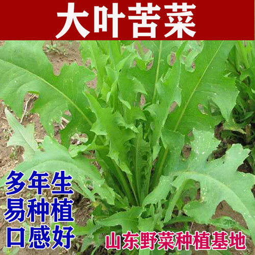 山野菜种植大叶苦买菜包邮曲麻菜
