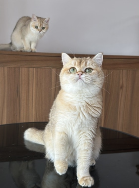 巧克力金渐层妹妹by11（12）英短英国短毛猫猫舍成幼猫wcf双血统