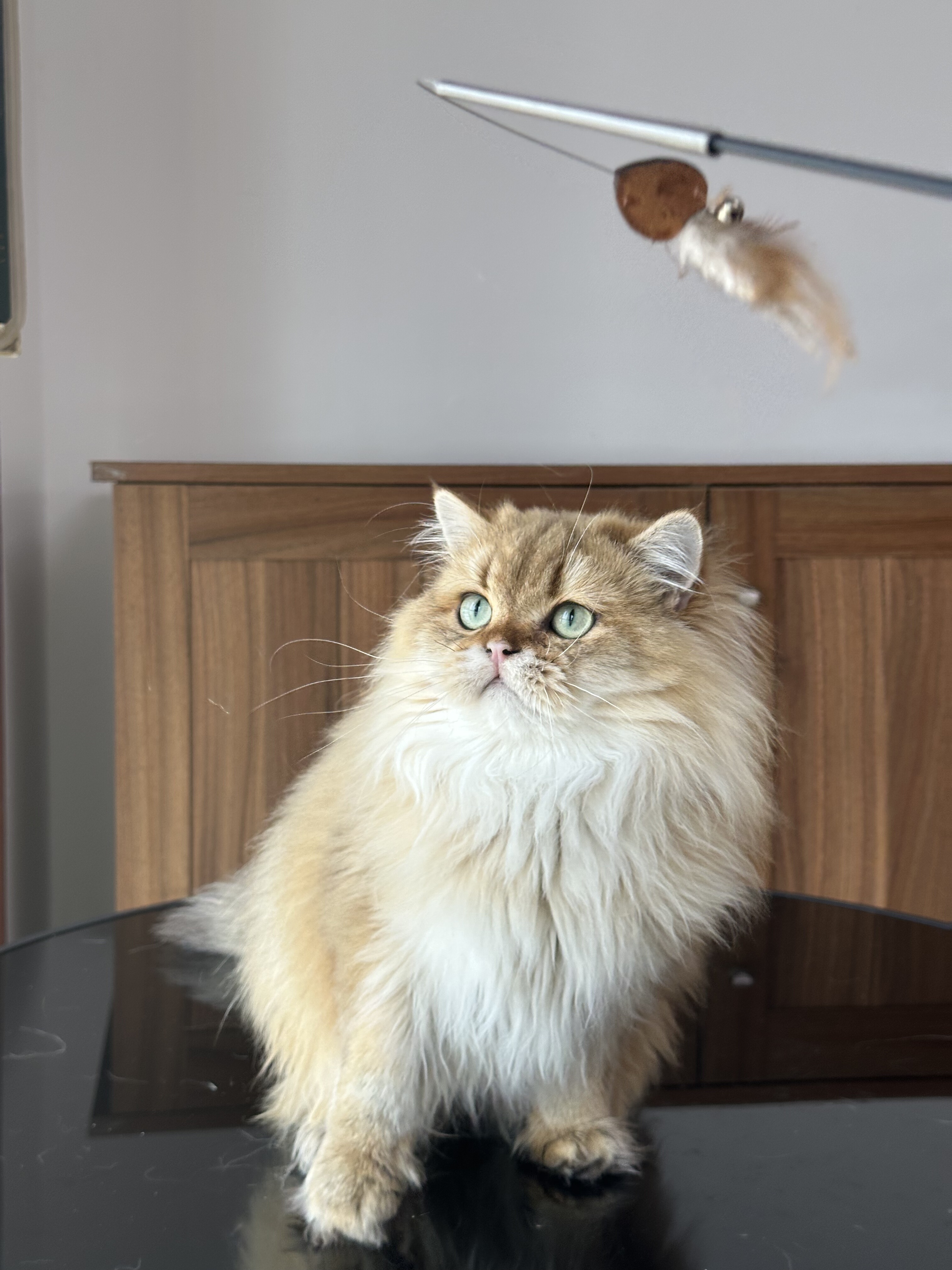 英国长毛猫金渐层弟弟纯种英短英长金渐层猫舍成幼宠物猫咪双血统