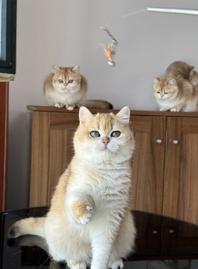 英短金渐层妹妹ny12色北京英国短毛猫金渐层猫舍成幼猫wcf双血统