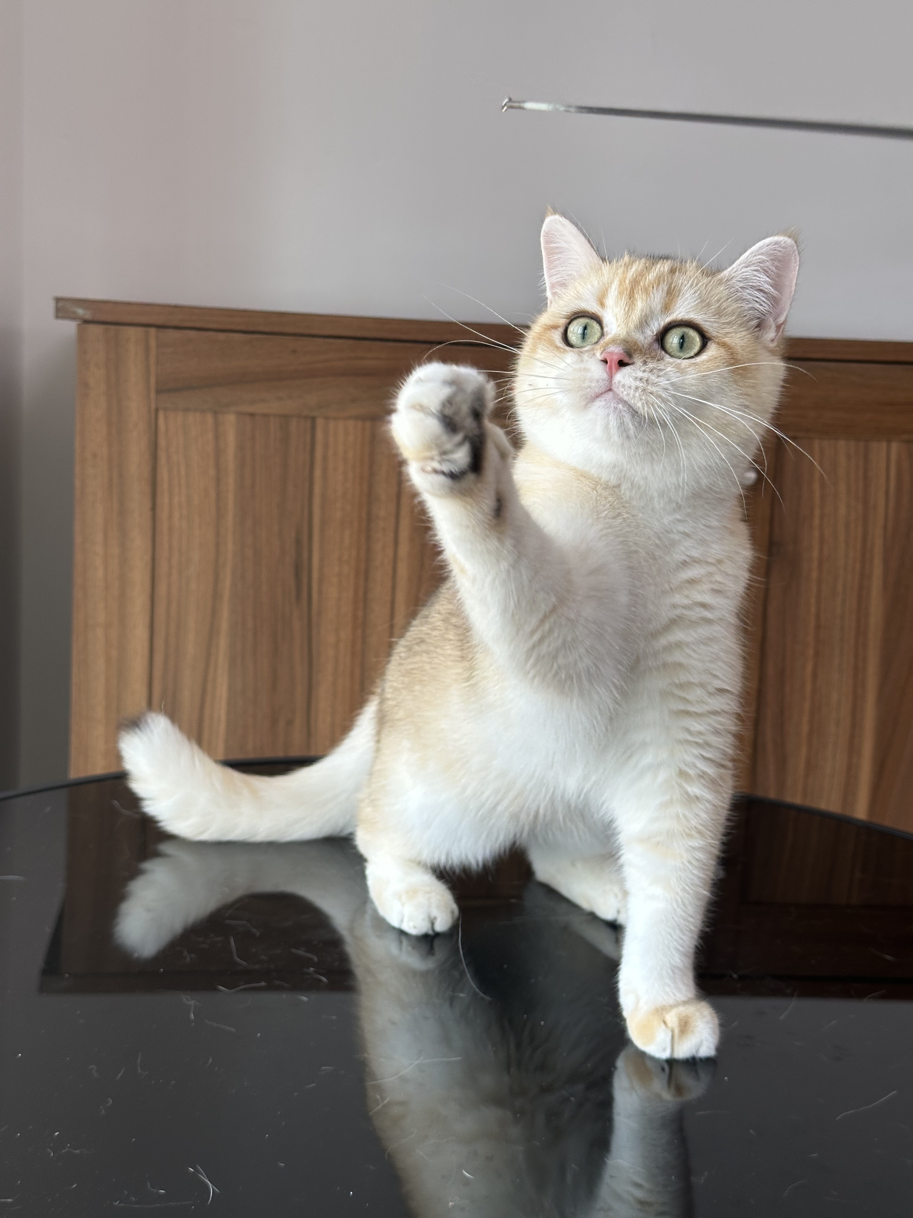 英国短毛猫金渐层弟弟纯种猫舍英长宠物猫幼猫成猫猫咪wcf双血统