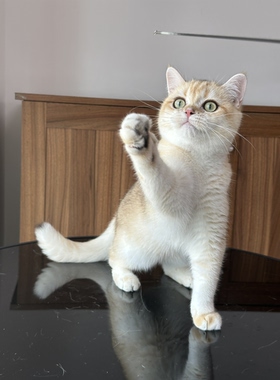 英国短毛猫金渐层弟弟纯种猫舍英长宠物猫幼猫成猫猫咪wcf双血统