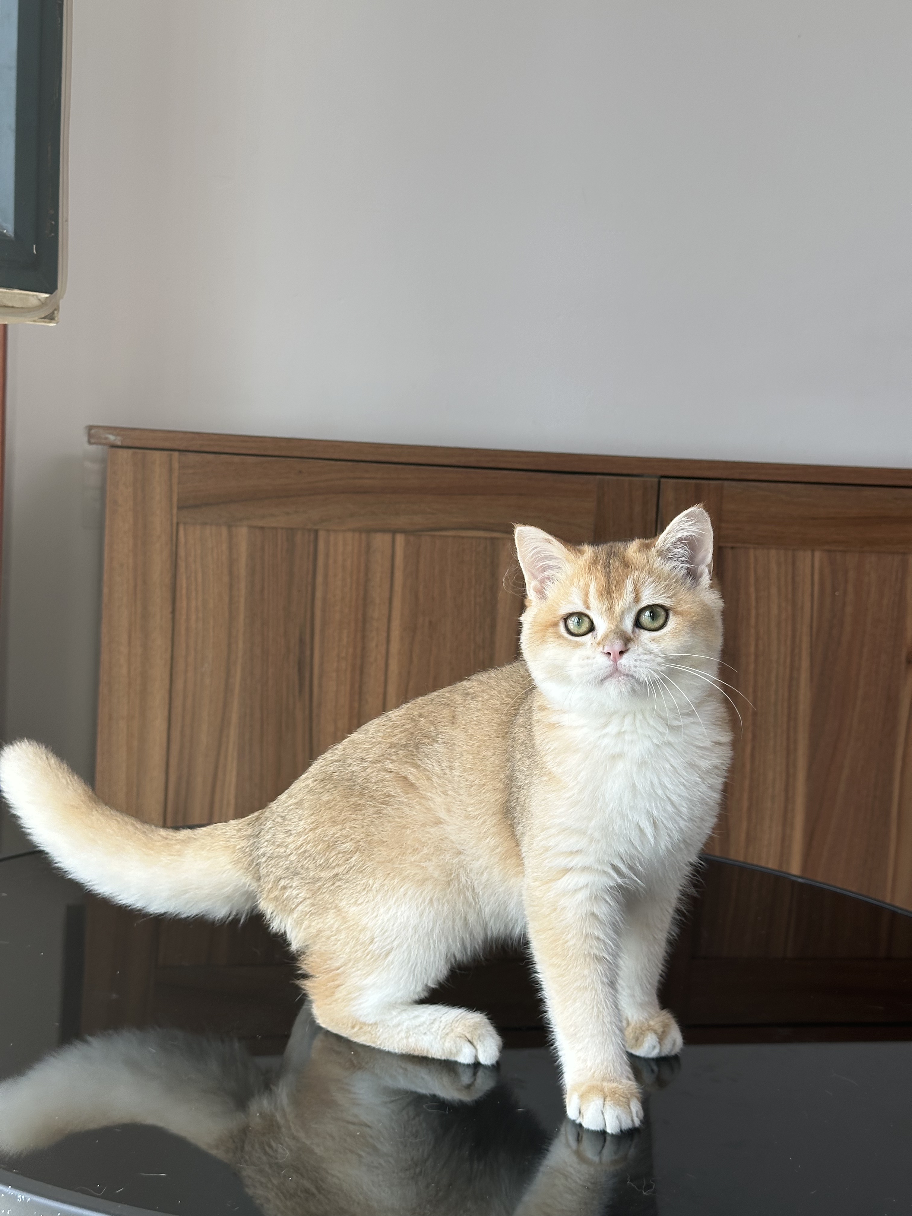 英国短毛猫金渐层弟弟纯种猫舍英长宠物猫幼猫成猫猫咪wcf双血统