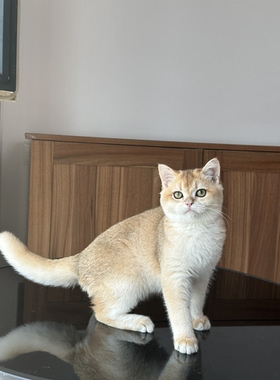 英国短毛猫金渐层弟弟纯种猫舍英长宠物猫幼猫成猫猫咪wcf双血统