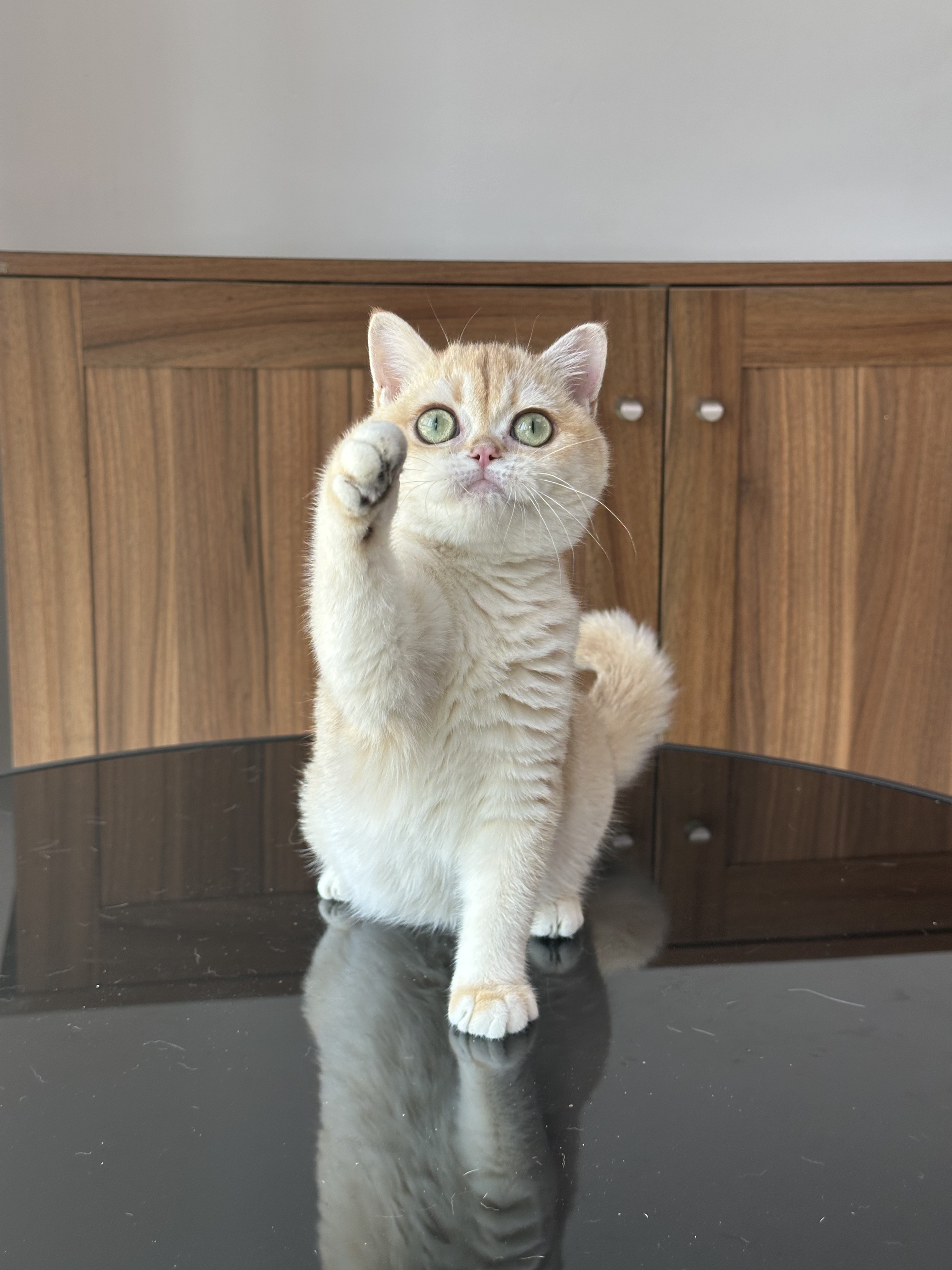 猫舍纯种巧克力金渐层by12幼小猫活体宠物猫英国短毛猫金渐层英短