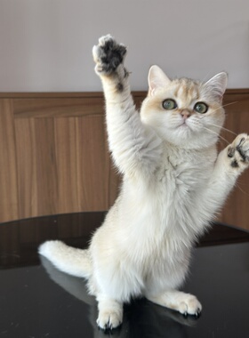 英国短毛猫纯血统金渐层猫舍宠物猫幼猫成猫咪wcf双血统英短妹妹