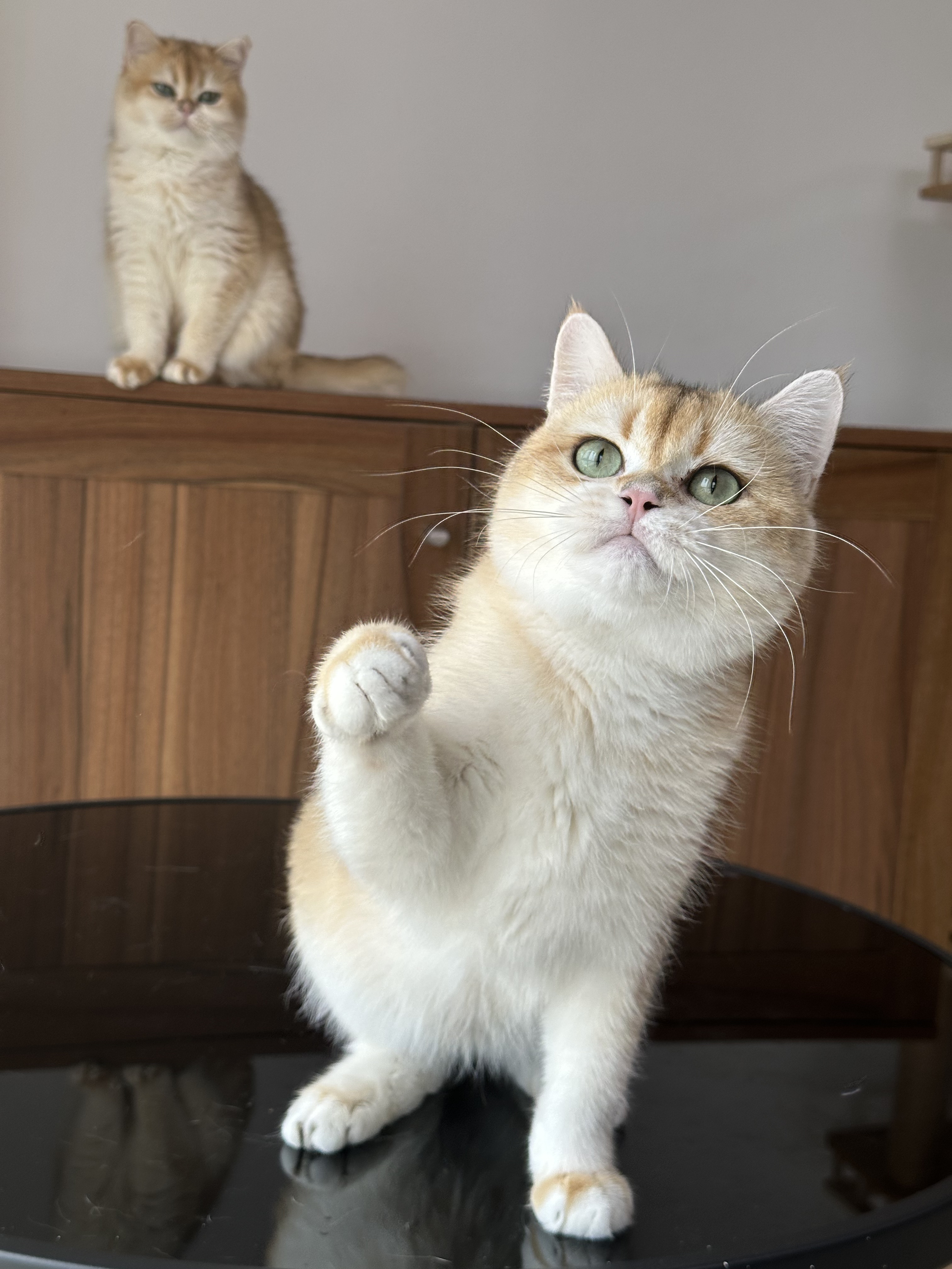 英国短毛猫金渐层弟弟纯种猫舍英长宠物猫幼猫成猫猫咪wcf双血统