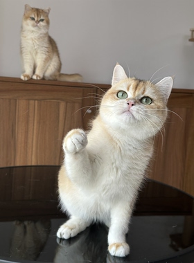 英国短毛猫金渐层弟弟纯种猫舍英长宠物猫幼猫成猫猫咪wcf双血统