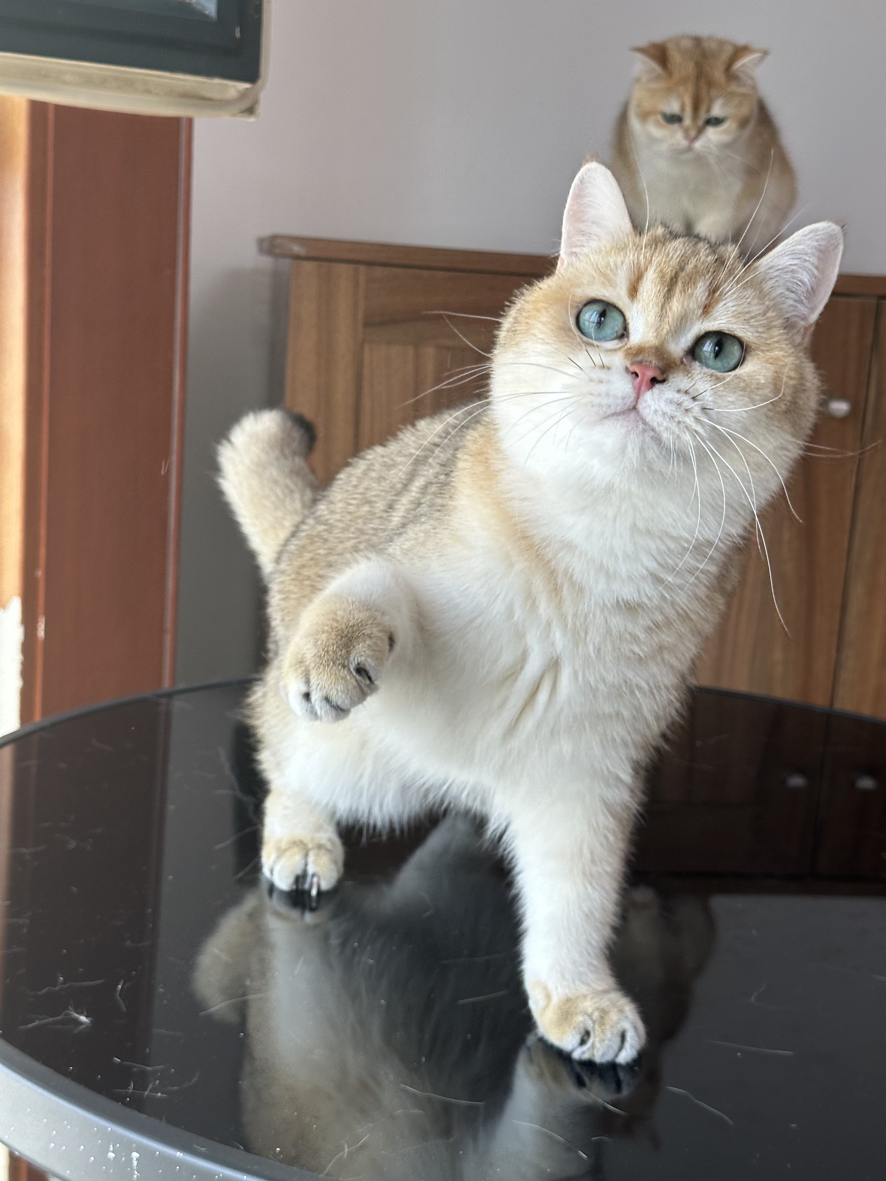 英国短毛猫纯种金渐层猫舍宠物猫幼猫成猫猫咪wcf双血统英短弟弟