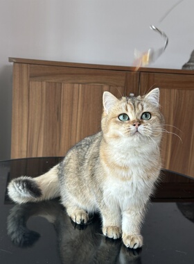 英国短毛猫纯血统金渐层ny25英短猫舍宠物猫幼猫成猫咪wcf双血统