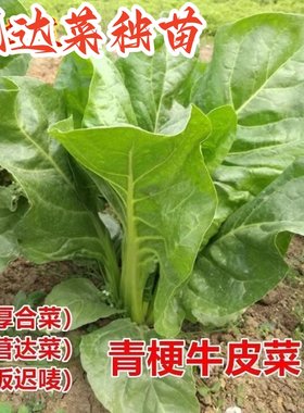 根达菜种苗叶厚滑嫩牛皮菜秧苗多茬采收洋菠菜苗莙荙菜不生虫菜苗