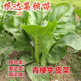 根达菜种苗叶厚滑嫩牛皮菜秧苗多茬采收洋菠菜苗莙荙菜不生虫菜苗