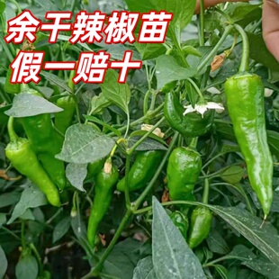 正宗江西余干辣椒苗假一赔十量高品质佳余干辣椒尖椒苗皮薄辣椒苗