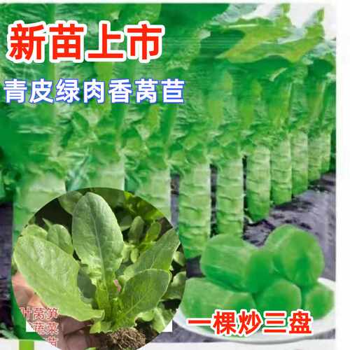 春秋莴笋秧苗圆叶青皮绿肉莴苣苗红皮绿肉高产耐寒四季蔬菜种子苗