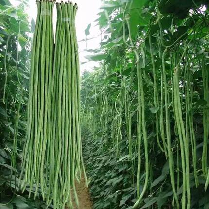 新品种压塌架长豇豆苗豆角苗扁豆苗豇豆苗产量高春夏蔬菜苗种植季