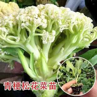 松花菜菜花秧苗散花青梗白色花椰菜高产耐寒西蓝花包菜盆栽花菜苗