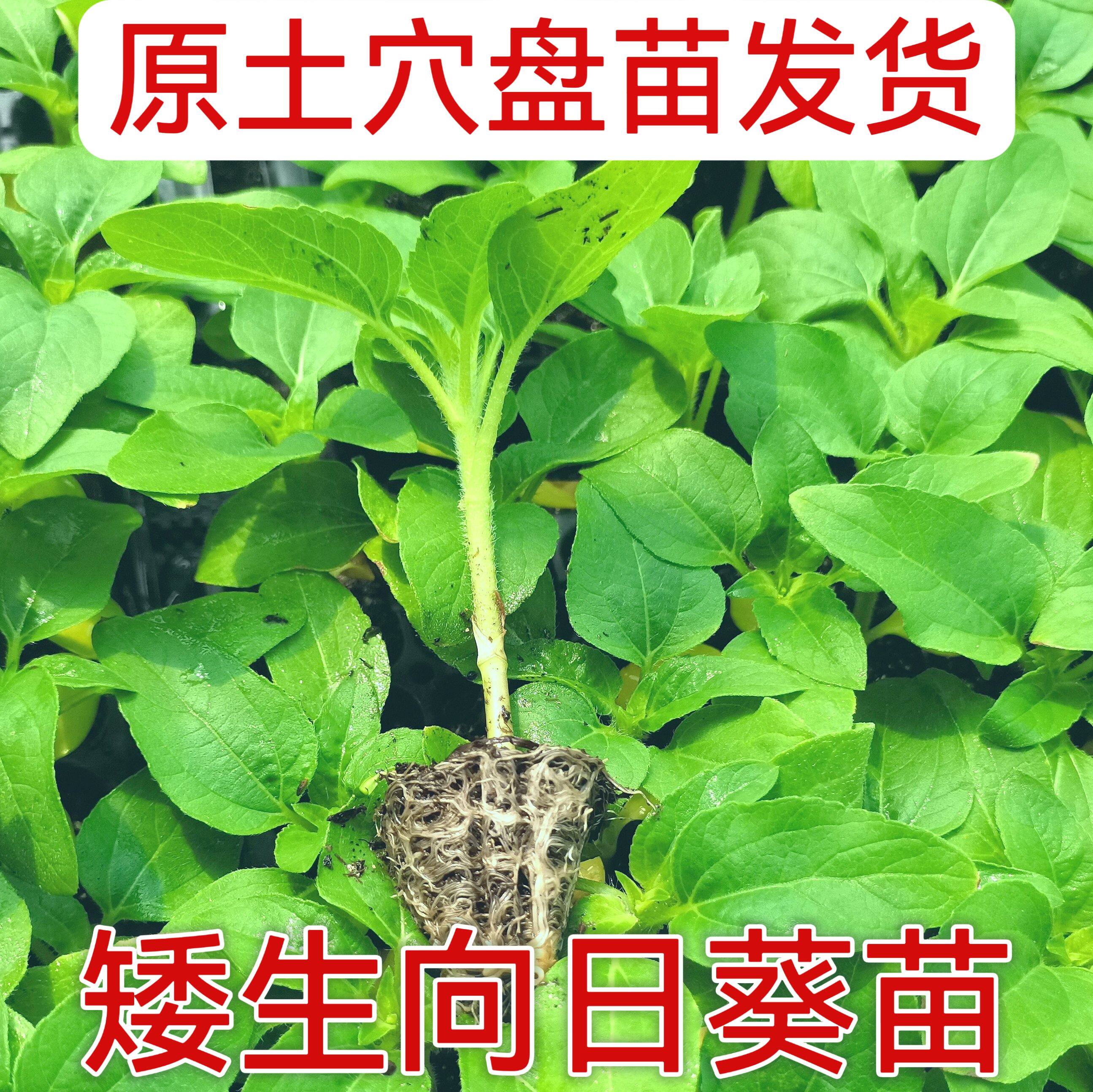 四季向日葵苗高杆观赏食用油葵苗庭院花盆盆栽多长景种植葵花籽苗