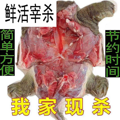 生鲜甲鱼我们帮您宰杀好