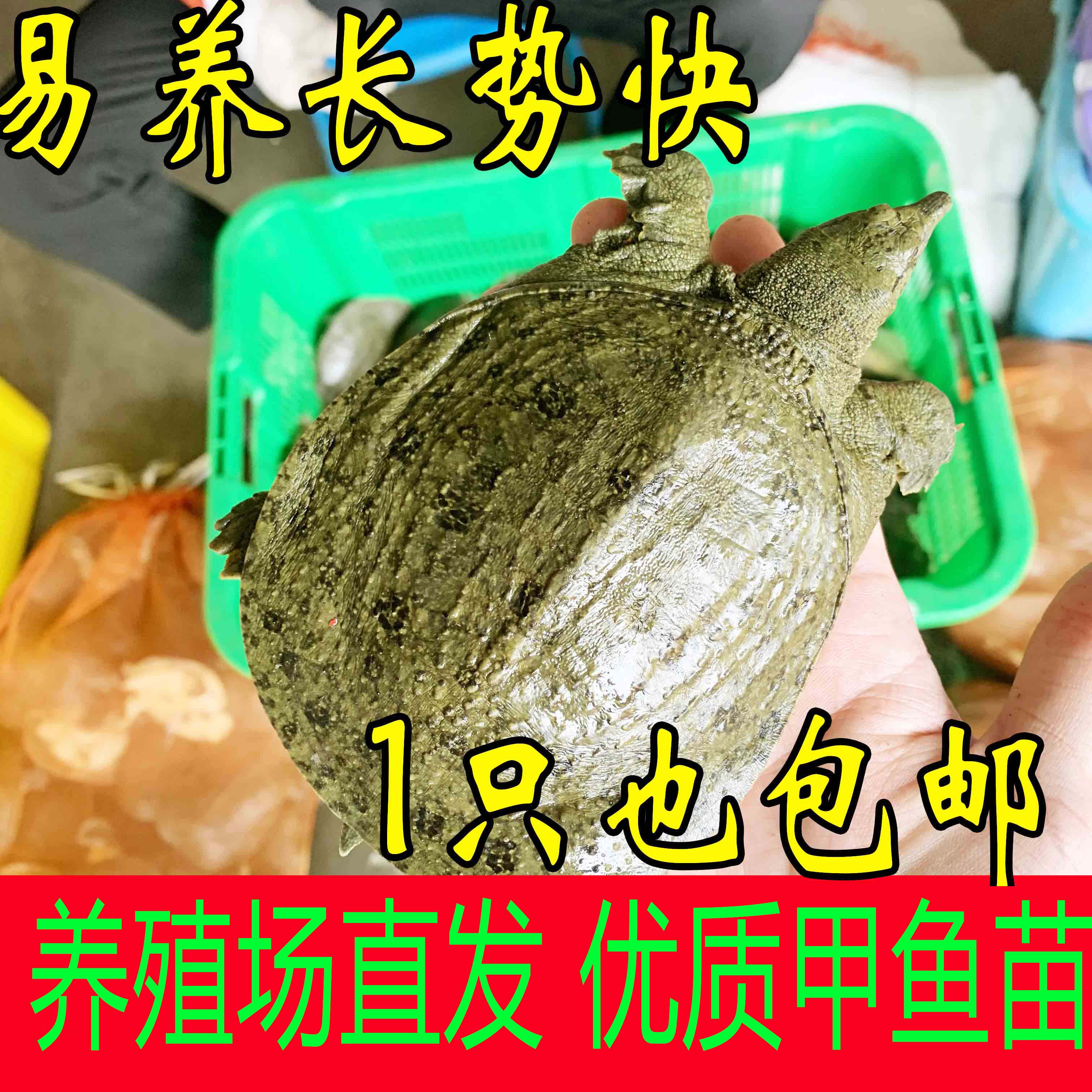 甲鱼苗小甲鱼童子鳖放养养殖放生鳖半斤水鱼团鱼卤味火锅甲鱼食材